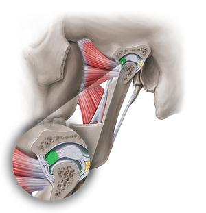 Anterior band of articular disc of temporomandibular joint (#18950)
