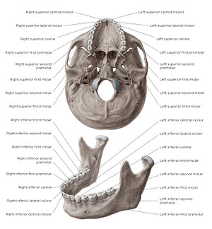 Teeth names (English)