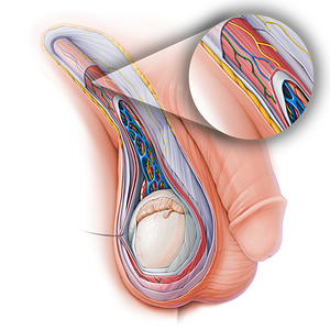 Cremasteric artery (#15129)
