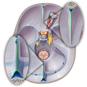 Cerebral falx (#20318)