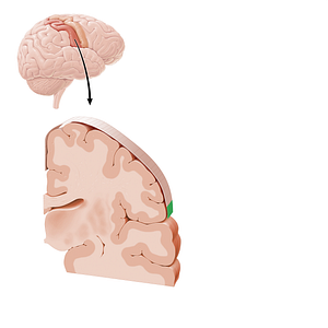 Sensory cortex of internal organs (#21222)