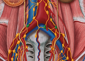 Common iliac lymph nodes (#7013)