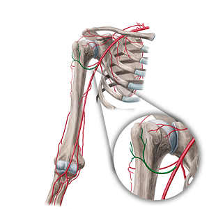 Anterior circumflex humeral artery (#1037)