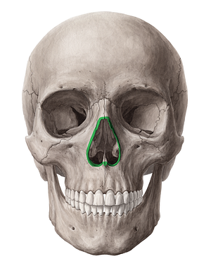 Anterior nasal aperture (#751)