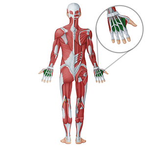 Dorsal interossei muscles of hand (#18635)