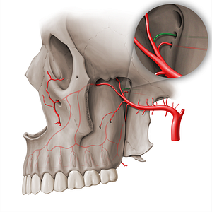 Artery of pterygoid canal (#18521)