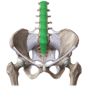 Anterior longitudinal ligament (#21515)