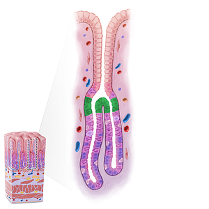 Neck of gastric gland (#21631)