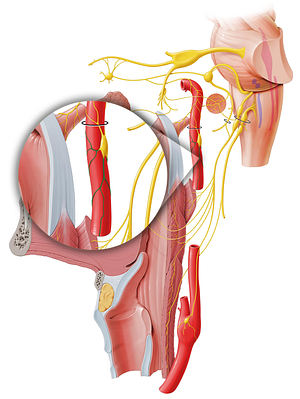External carotid plexus (#7966)