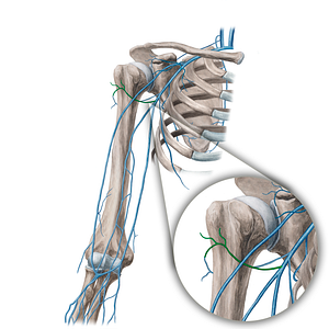 Anterior circumflex humeral vein (#21651)