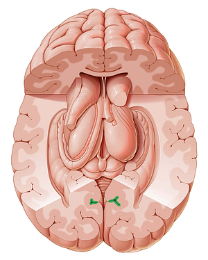 Calcarine sulcus (#9234)