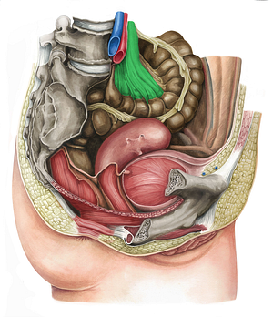 Sigmoid mesocolon (#5078)