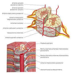 Arteries of the spinal cord (Latin)