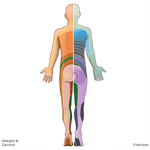 L3 dermatome (#20789)