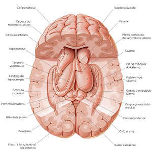 Thalamus (Portuguese)