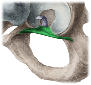 Transverse acetabular ligament (#4651)