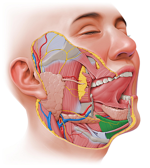 Mylohyoid muscle (#5624)