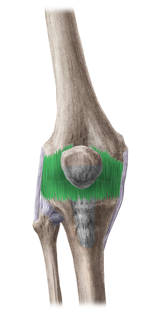 Articular capsule (#2354)