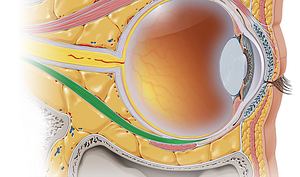 Inferior rectus muscle (#5860)