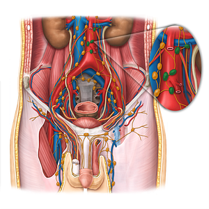 Left lumbar lymph nodes (#7050)