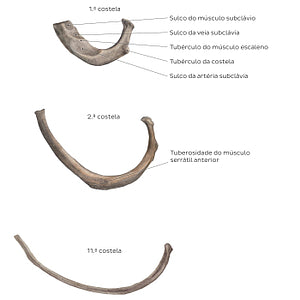 Atypical ribs (Portuguese)