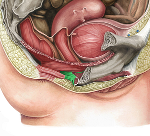 Perineal body (#2560)