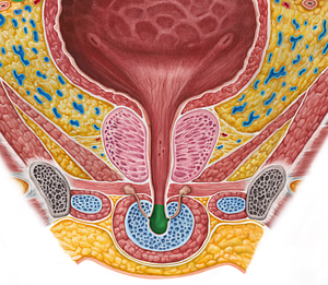 Spongy part of urethra (#7776)