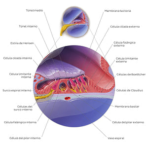 Cochlear duct/spiral organ: cross section (Spanish)