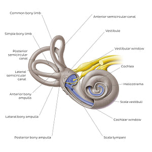 Bony labyrinth (English)