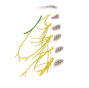 Hypoglossal nerve (#6470)