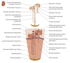 Nephron (German)