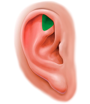 Triangular fossa of antihelix (#20182)