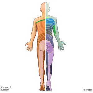 T1 dermatome (#20820)