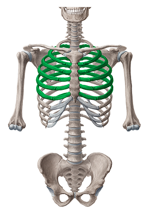 2nd-6th ribs (#3051)