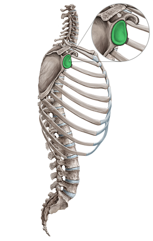 Glenoid fossa of scapula (#18078)