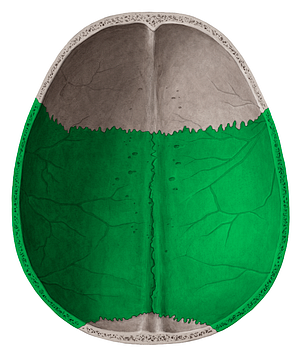 Parietal bone (#7471)