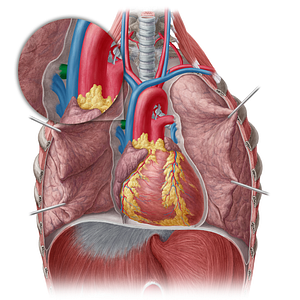 Right pulmonary artery (#1678)