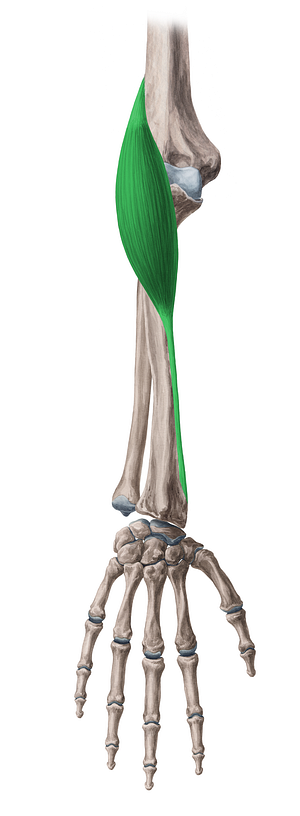 Brachioradialis muscle (#5232)