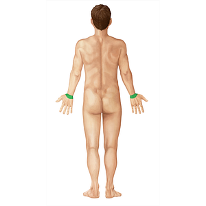 Posterior region of wrist (#396)