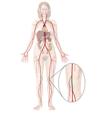 Popliteal artery (#1639)
