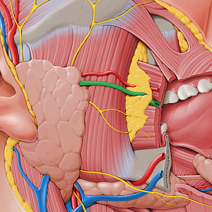Parotid duct (#3340)