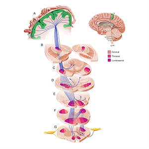 Motor cortex (#11218)