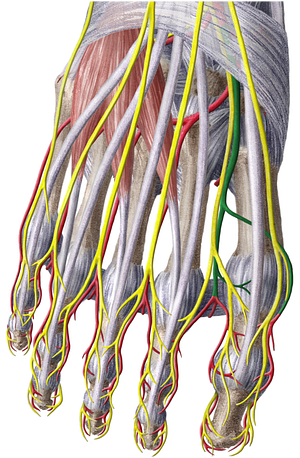 Dorsalis pedis artery (#1111)