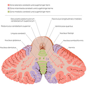 Cerebellar nuclei (Latin_DE version) (Latin)
