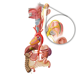 Nucleus ambiguus (#7164)