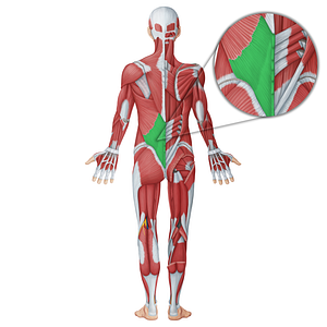 Thoracolumbar fascia (#18761)