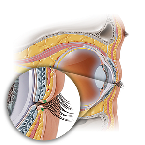 Ciliary and sebaceous glands (#4072)