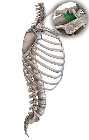 Superior angle of scapula (#18109)
