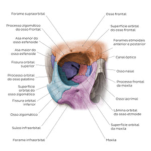 Bones of the orbit (Portuguese)