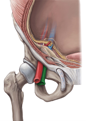 Femoral vein (#10240)